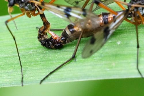 Ptychoptera contaminata